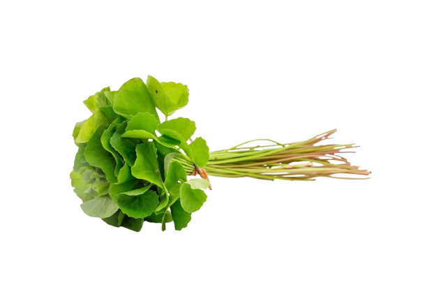 Brahmi